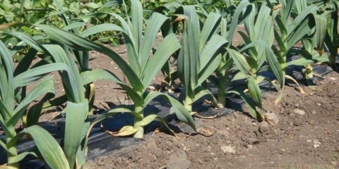 Rocambole od belog luka - šta je to